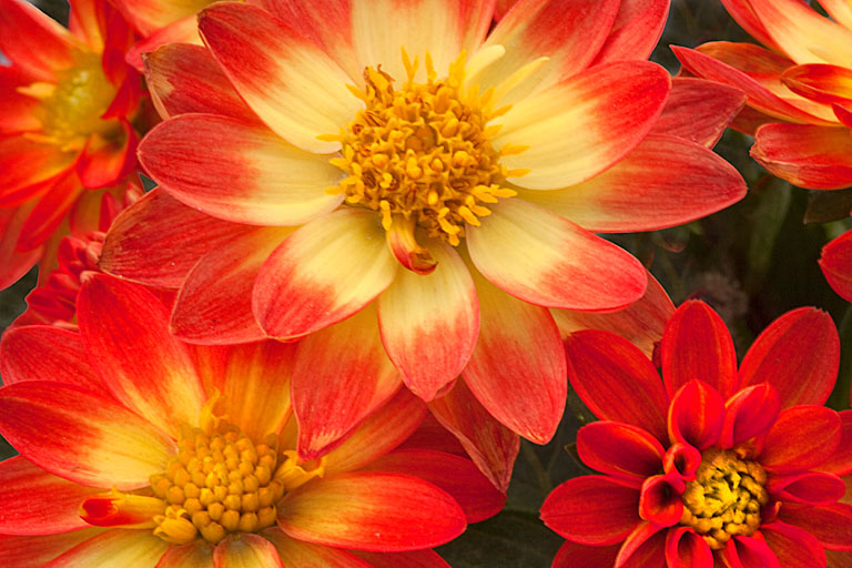 Color burst
